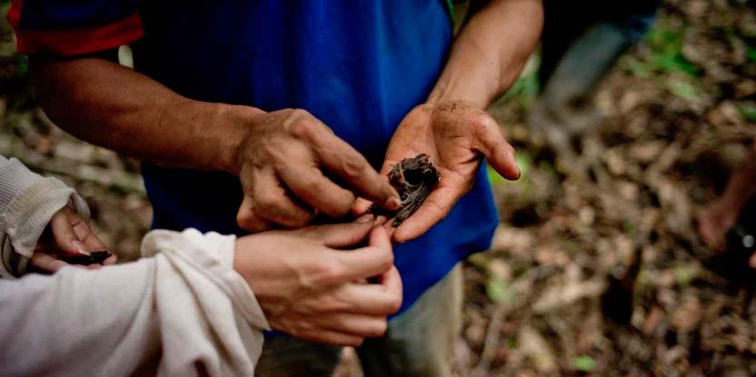 Un científico del Centro para la Investigación Forestal Internacional (CIFOR) (izquierda) inspecciona las semillas de arenillo recolectadas por un productor kichwa de madera. Estas semillas serán replantadas por el agricultor para reforestar sus tierras en la provincia de Napo, Ecuador. Foto de Tomas Munita / CIFOR.