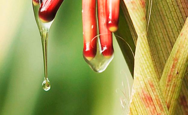 La clave del maíz mixe para fijar nitrógeno está en las bacterias en la mucosidad de sus raíces aéreas.