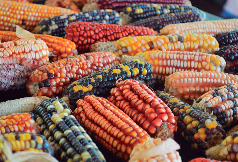 Variedades de maíz criollo. Resguardo Indígena de San Andrés de Sotavento, departamento de Córdoba, Colombia. Paula Álvarez Roa