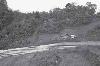 Vivienda campesina ubicada cerca a los campos de arroz en la parte sur del parque nacional Jigme Singye Wangchuck / Foto: P. Spierenburg Vivienda campesina ubicada cerca a los campos de arroz en la parte sur del parque nacional Jigme Singye Wangchuck / Foto: P. Spierenburg