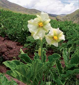 Cultivo de papas nativas en un macay de Hanchipacha Pitumarca / Foto: autor Cultivo de papas nativas en un macay de Hanchipacha Pitumarca / Foto: autor