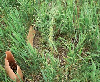 Cultivo de cobertura: Vicia sativa y triticale / Foto: autores Cultivo de cobertura: Vicia sativa y triticale / Foto: autores