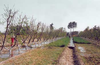 Sistema de cultivo milpa intercalada con árboles frutales (MIAF) en terrenos planos de Chiautzingo, Puebla / Foto: Dionicio Juárez R.