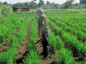 Agricultor mostrando arroz que crece en condiciones de secano. Finca La Fe, poblado el Guatao, municipio La Lisa, la Habana / Foto: autores Agricultor mostrando arroz que crece en condiciones de secano. Finca La Fe, poblado el Guatao, municipio La Lisa, la Habana / Foto: autores