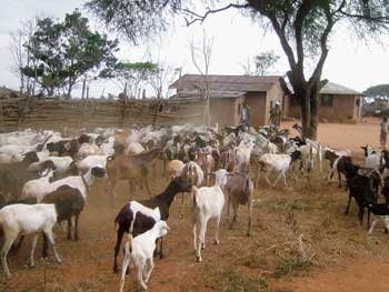 Mientras que muchos hogares de Tanzania tienen una o dos cabras, algunos agricultores han hecho de la crianza de cabras un pequeño negocio, y crían con éxito estos animales para vender los más jóvenes, o sus carnes, en los mercados locales / Foto: Rik Thijssen Mientras que muchos hogares de Tanzania tienen una o dos cabras, algunos agricultores han hecho de la crianza de cabras un pequeño negocio, y crían con éxito estos animales para vender los más jóvenes, o sus carnes, en los mercados locales / Foto: Rik Thijssen