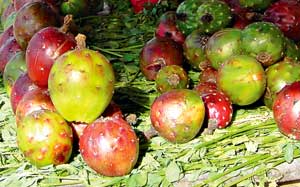 El colorido fruto de la pitaya / Foto: Autores El colorido fruto de la pitaya / Foto: Autores