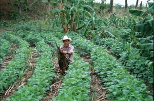 Estrategia de conservación de humedad con cobertura muerta y riego por chorrito / Foto: Autores
