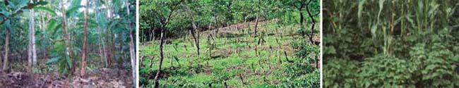 Izquierda: sistema agroforestal de cacao; centro: sistema quesungual en Honduras; derecha: policultivo maíz y frijol como ejemplo de diversificación específica fuentes diversas en internet; M. Altieri Izquierda: sistema agroforestal de cacao; centro: sistema quesungual en Honduras; derecha: policultivo maíz y frijol como ejemplo de diversificación específica fuentes diversas en internet; M. Altieri