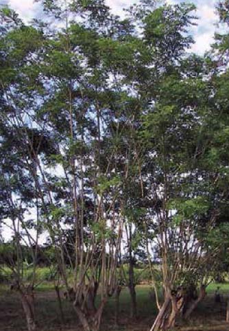 Gliricidia sepium. Groundswell