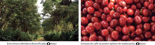 Cerezas de café en punto óptimo de maduración