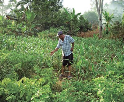 Un agricultor demuestra su trabajo en la finca. Autora