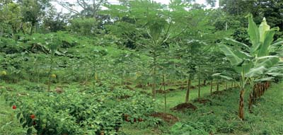 Parcela de producción diversificada de una de las fincas evaluadas (parcela de Doña Virginia Godines, Finca La Amistad). Autora