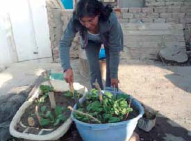 La señora Luz cultivando espinacas y rabanitos. Autora