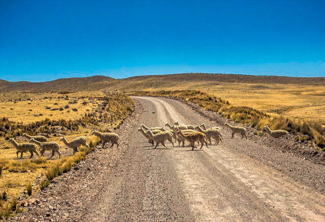 Hato de alpacas cruzando la carretera. Michael Zevallos / ELLA Programme