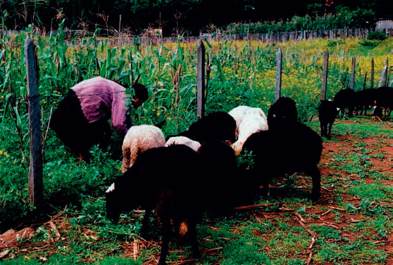 Pastoreo de ovejas en terrenos en descanso con pastizal, aledaños a parcelas de milpa. El pastizal es una fase de descanso en el uso de las parcelas agrícolas. El Escalón, municipio de Huixtán, Chiapas. México. Autores