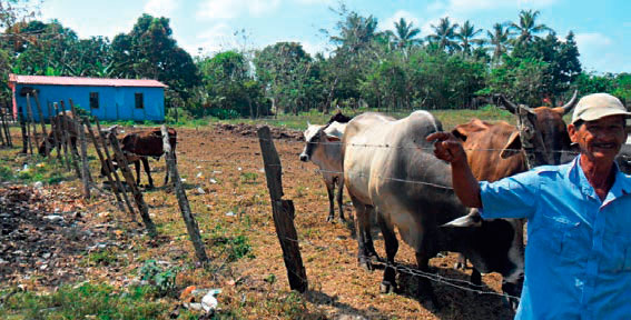 Producción bovina “traspatio”, donde los animales pernoctan en corrales improvisados en los patios de las viviendas. Autores