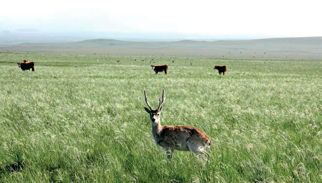En pastizal natural, ganado y venado de la fauna silvestre del lugar. Rodolfo Franco