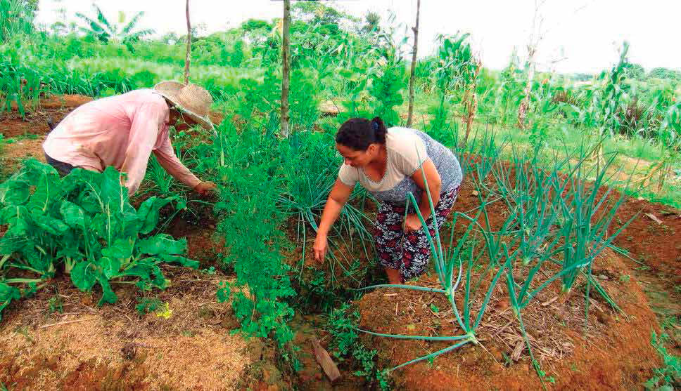 Huerto circular casero para el cultivo de hortalizas y plantas medicinales. Catalina Zapata