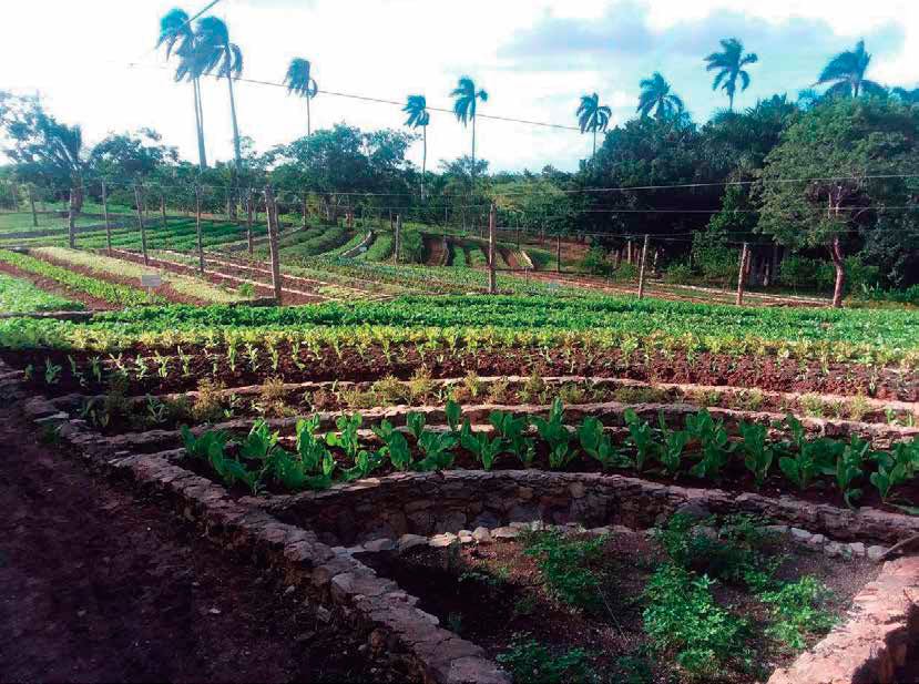 Terrazas de piedra para el cultivo de hortalizas en Finca Marta. Autores