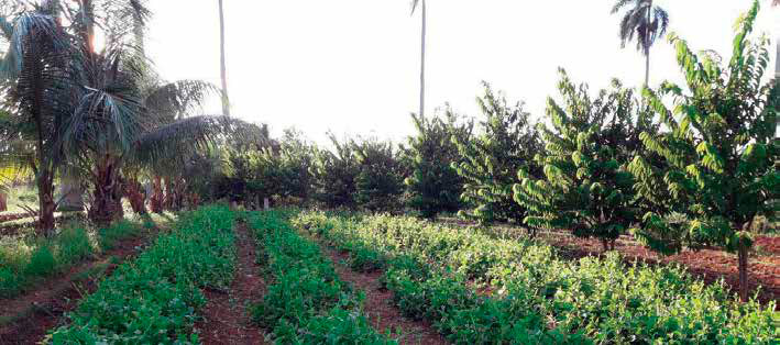Campo de espinacas protegido por barrera de palma de coco y chirimoya como cortina rompevientos. Autores