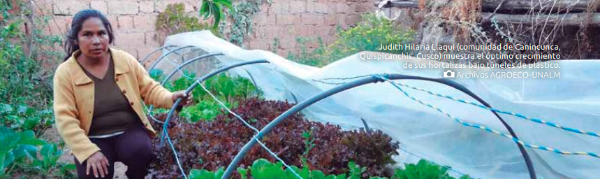 Judith Hilaria Llaqui (comunidad de Canincunca, Quispicanchis, Cusco) muestra el óptimo crecimiento de sus hortalizas bajo túneles de plástico. . Archivos AGROECO-UNALM