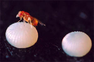 Avispa Trichogramma kaykai parasitando huevos de mariposa.