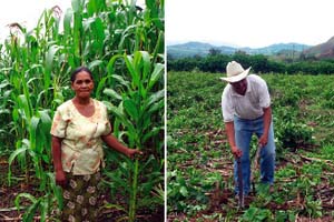 Los agroecosistemas complejos tienen la posibilidad de adaptarse y resistir a los efectos del cambio climático. Fotos: Faris Ahmed, Mirjam Pulleman