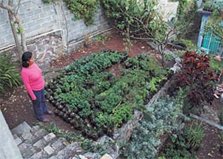 Herba-orgánica unidad de producción urbana de alimentos