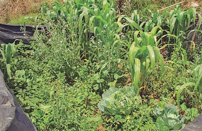 Algunas de las plantas presentes en la mayoría de los huertos de las familias mayas de la microcuenca de Tzununá