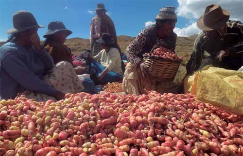 Agricultores Custodios realizan la selección de semilla de oca después de la cosecha. Comunidad Cachilaya, provincia Los Andes, La Paz - Bolivia Fundación PROINPA