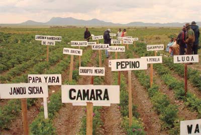 Banco Comunitario de Semillas de papa nativa en la comunidad Coromata Media, provincia Omasuyos, La Paz, Bolivia. Agricultores custodios explican y evalúan las diferencias entre variedades Fundación PROINPA