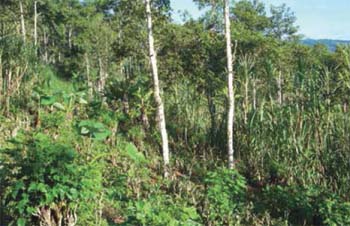 Policultivo agroforestal con más de 20 especies para la seguridad alimentaria humana y animal investigado en forma participativa en la microcuenca Los Sainos, El Dovio (Colombia) Zoraida Calle - CIPAV