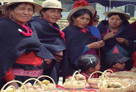 Campesinas exponen variedades locales de papas logradas con sus semillas Kaat Van Ongeval (EkoRural)