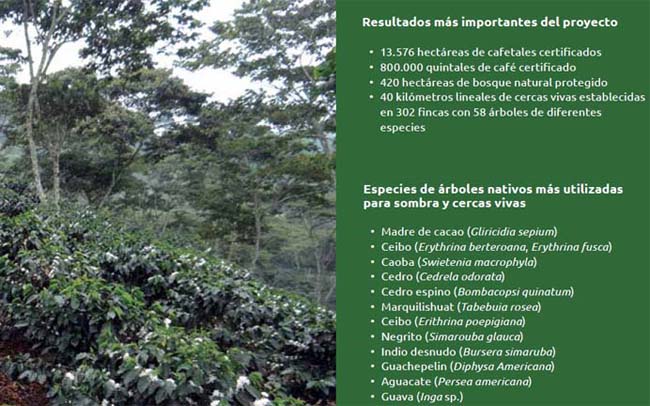 Producción de café bajo sombra. Archivos de Capucas 2013