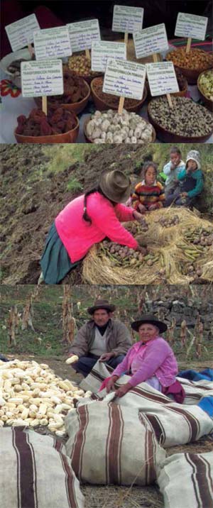 Exhibición de productos de transformación primaria.