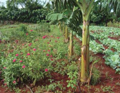 Muestra de los diseños que realizan los agricultores urbanos, donde cultivan plantas con diferentes usos, que se conectan con la cerca viva perimetral y árboles integrados al sistema. Autor