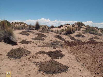 Montones de estiércol sobre un campo acondicionado. A. Bonifacio