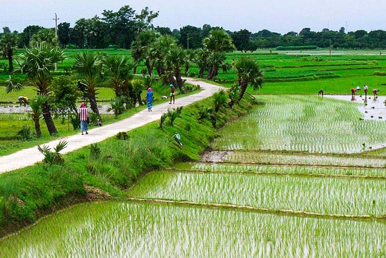 En esta estación seca el arroz en Barind, región situada en el noroeste de Bangladesh, fue irrigada bombeando agua de pozos que llegan hasta una profundidad de más de 80 mts, en el sistema de acuíferos de Bengala, ubicado en la Cuenca del Indo-Ganges, en el sur de Asia. (foto: WG Burgess)