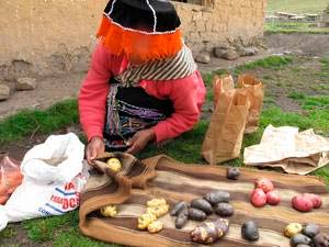 Diversidad de papas en Perú