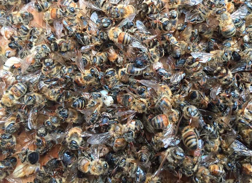 Millones de abejas en sur de EE.UU. fumigaciones el zika