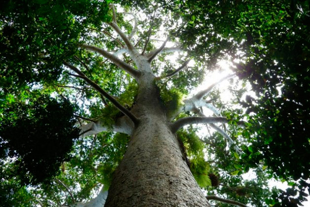 Los bosques desempeñan un papel fundamental en las posibilidades que tienen muchos países de mitigar el cambio climático. Crédito: Rudolf Hahn/FAO.
