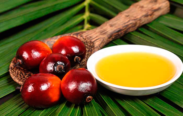 cual es el aceite de palma cual es el aceite de palma