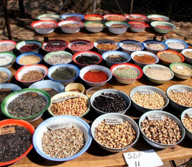 Leisa Liberen la semilla Un enfoque de acceso libre para las