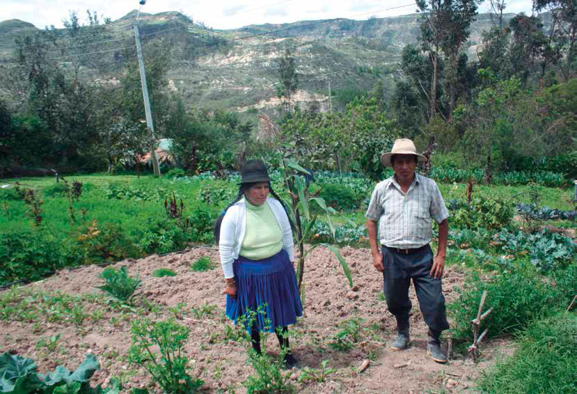 La actividad principal de la familia Morocho, la agricultura agroecológica, contribuye a la reconstrucción reconstrução ecológica del territorio. Nancy Minga Ochoa