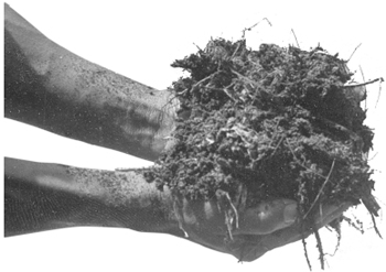  La vida del suelo en buenas manos con el sistema de manejo sostenible del suelo / Foto: H. M. Premarathna