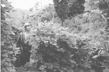 El cultivo del fréjol gordo o pallar (Phaseolus lunatus) en la fase de floración / Foto: Antonio Crisóstomo Luna El cultivo del fréjol gordo o pallar (Phaseolus lunatus) en la fase de floración / Foto: Antonio Crisóstomo Luna