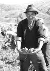 Cosechando papas nativas en la comunidad de Aymará, Huancavelica, Perú / Foto: T. Bernet Cosechando papas nativas en la comunidad de Aymará, Huancavelica, Perú / Foto: T. Bernet