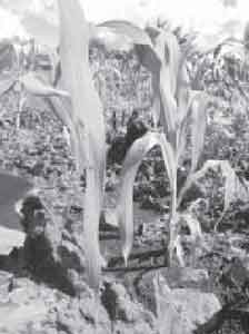Un acercamiento de las parcelas de mogote, donde se aprecia la tierra quemada y una planta de amaranto en traspatio, Comunidad de Opopeo / Foto: Valdemar Soto Un acercamiento de las parcelas de mogote, donde se aprecia la tierra quemada y una planta de amaranto en traspatio, Comunidad de Opopeo / Foto: Valdemar Soto