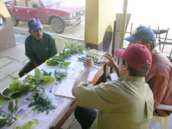 Muchos agricultores acuden a clínicas para plantas que son de fácil acceso. Aquí, Jorge Luis Pérez Salgado intercambia ideas sobre las posibles causas de un problema / Foto: Jeffery Bentley