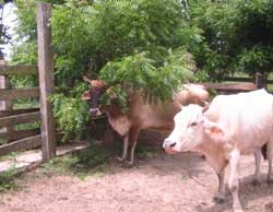 Los productores reportaron cambios en el comportamiento en el ganado, atribuidos a la capacidad de repelencia del nim como barrera viva / Foto: Autor